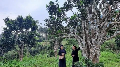 12 cây chè Shan tuyết Bằng Phúc được công nhận cây Di sản Việt Nam