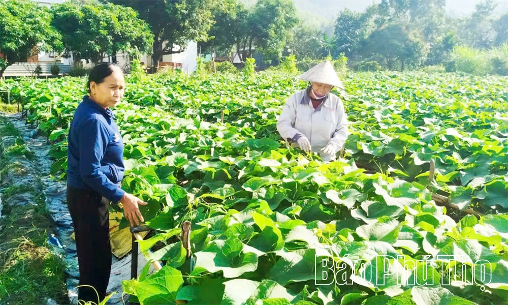 Lợi thế vụ Đông