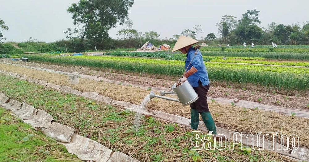 Lợi thế vụ Đông