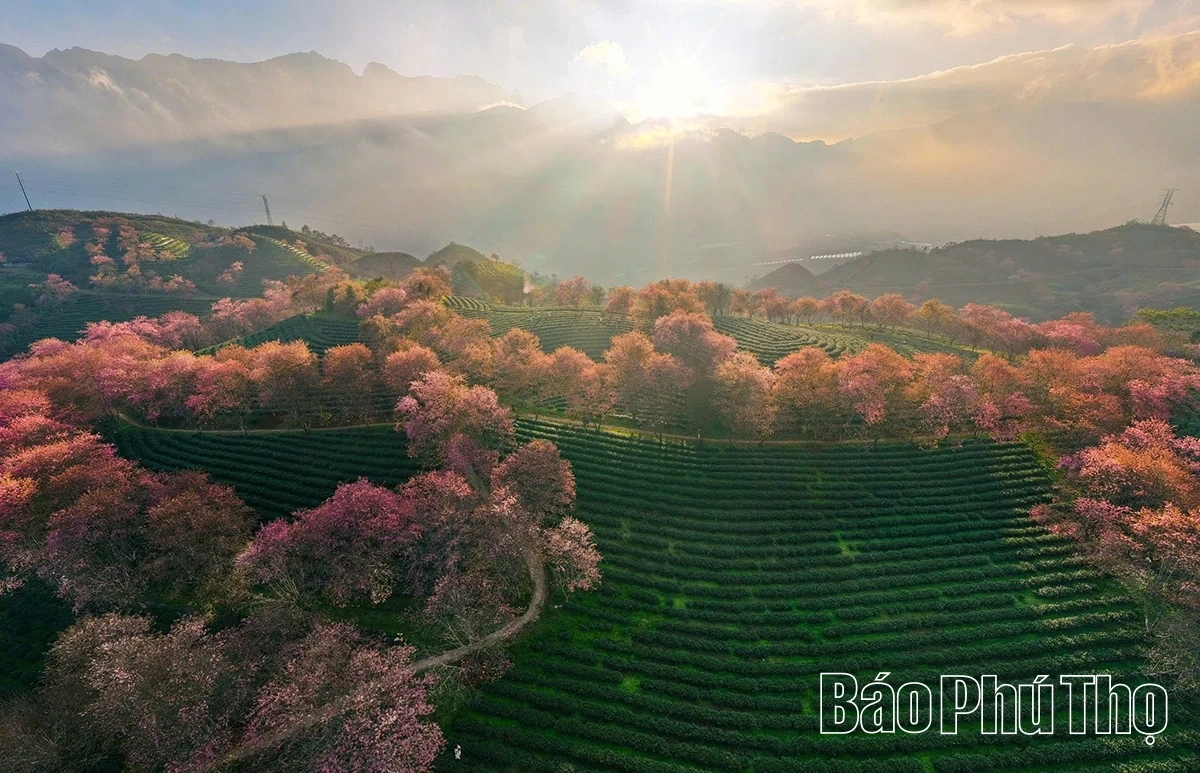 Rực rỡ mùa hoa Mai anh đào