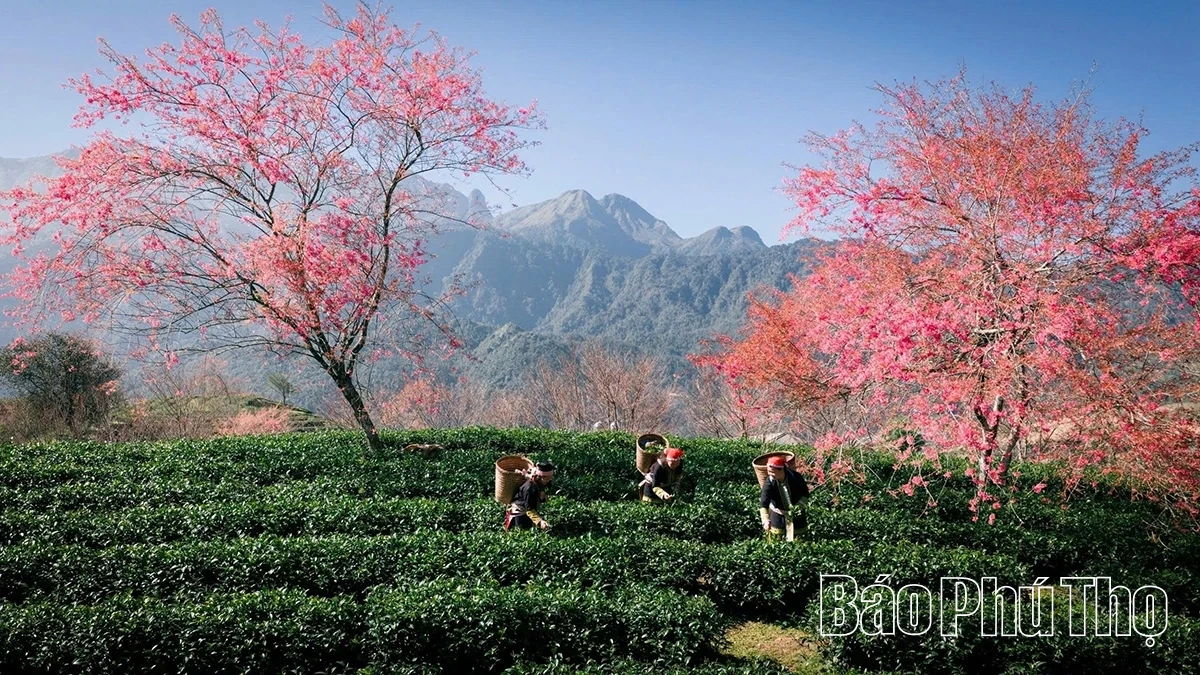 Rực rỡ mùa hoa Mai anh đào