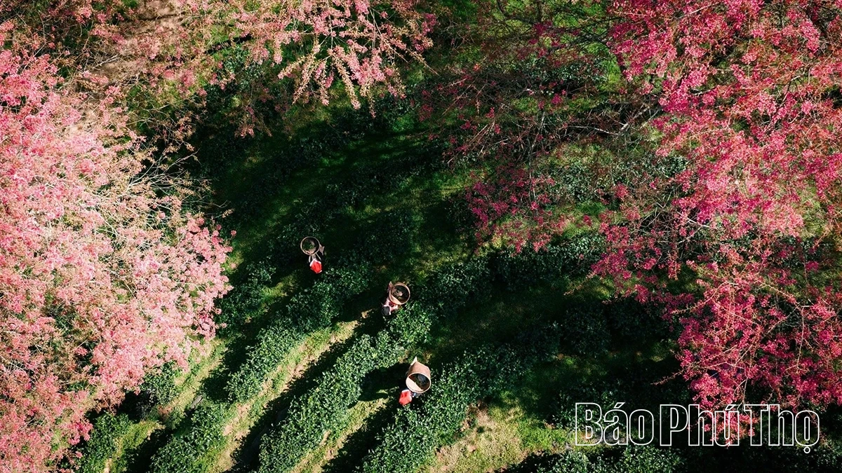 Rực rỡ mùa hoa Mai anh đào