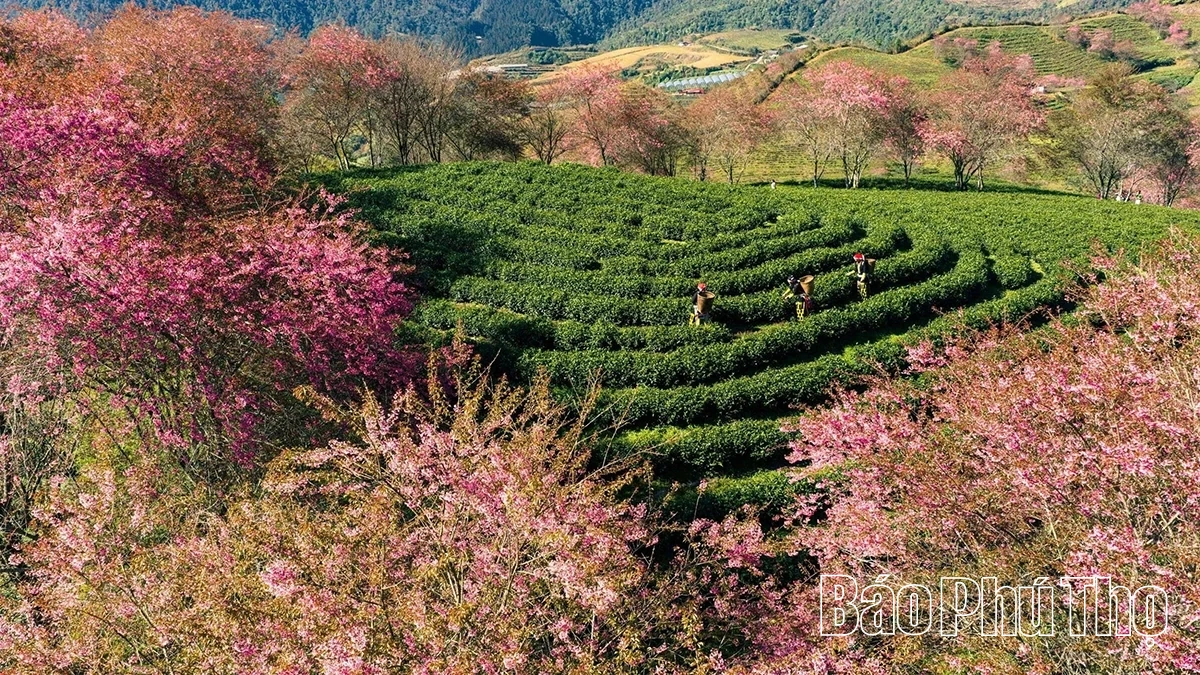 Rực rỡ mùa hoa Mai anh đào