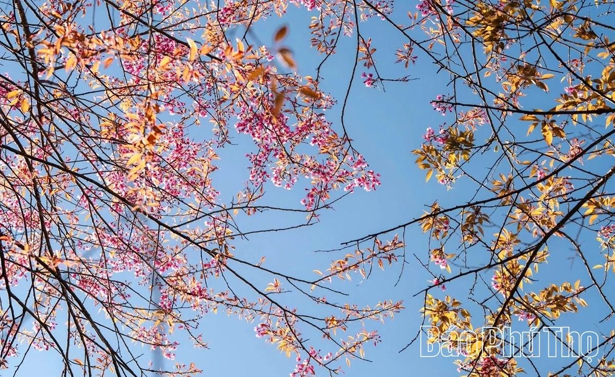 Rực rỡ mùa hoa Mai anh đào