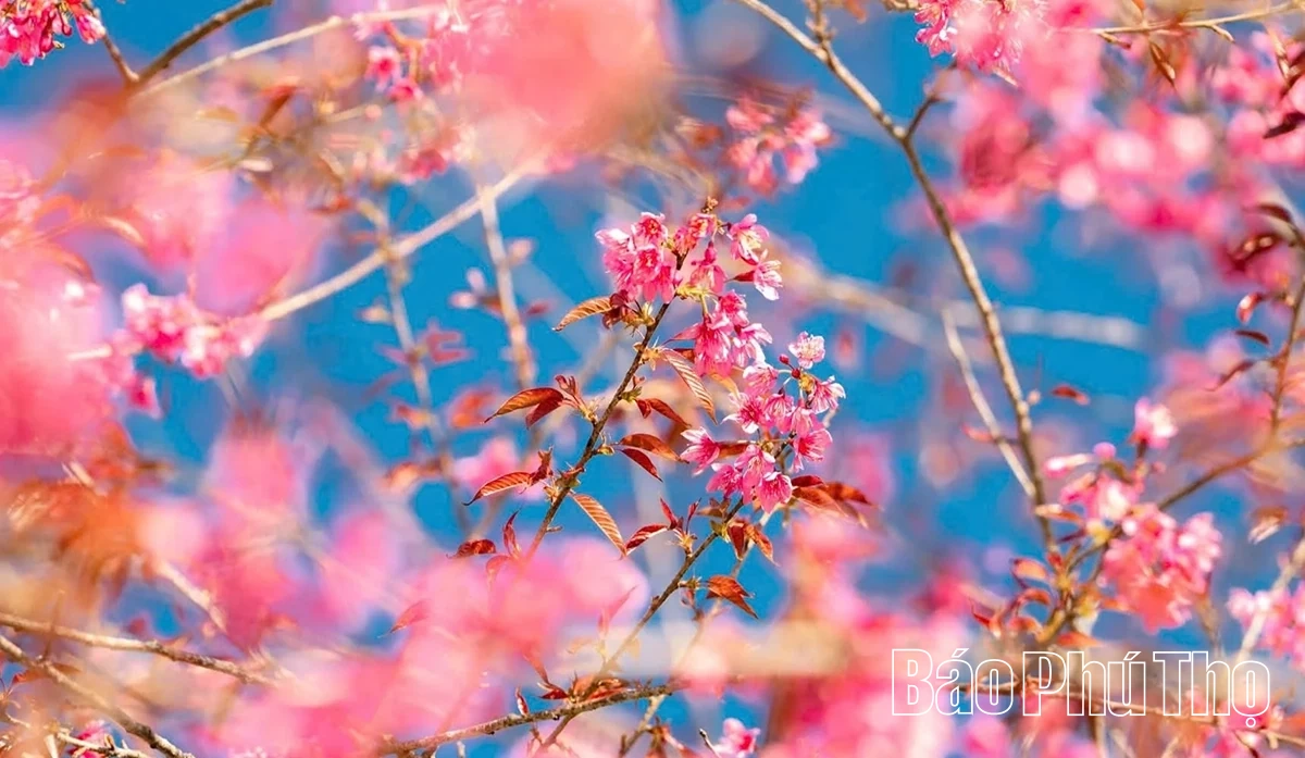 Rực rỡ mùa hoa Mai anh đào