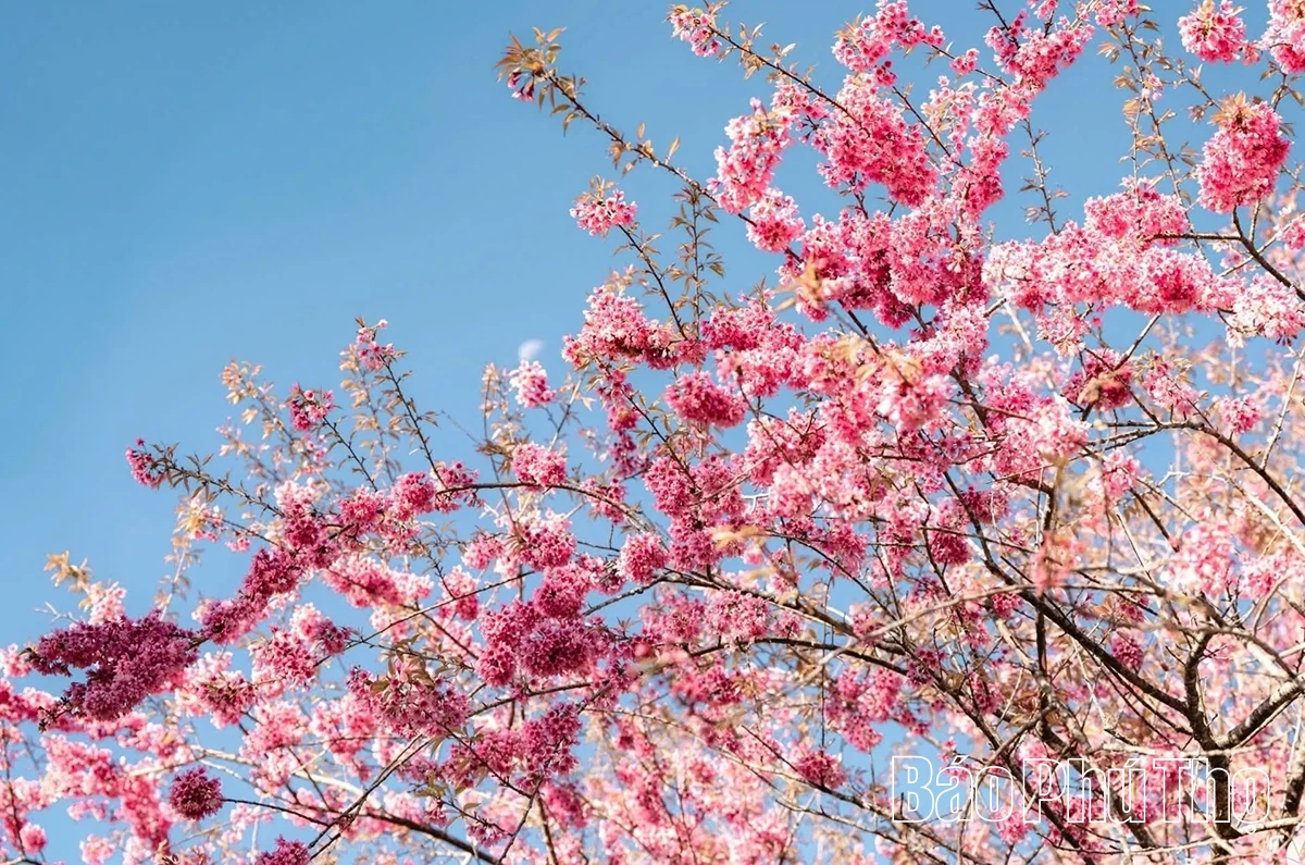 Rực rỡ mùa hoa Mai anh đào