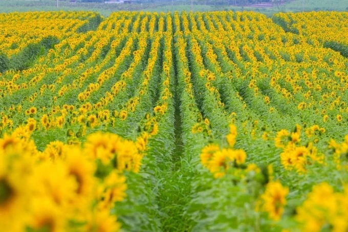 Cánh đồng hoa hướng dương Nghệ An mở cửa đón du khách