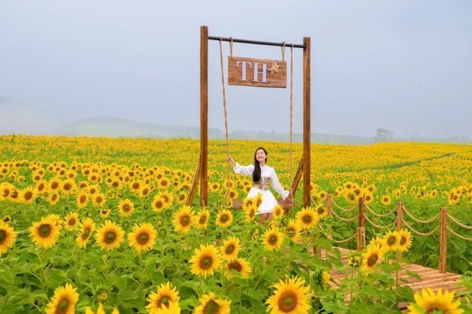 Cánh đồng hoa hướng dương Nghệ An mở cửa đón du khách