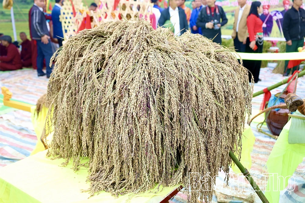 Bảo tồn và phát triển giống lúa nếp cổ “Trứng Khe” ở Thượng Cốc