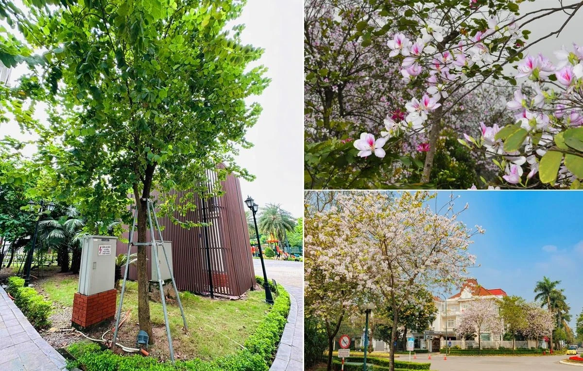 Thị trường cây xanh công trình cuối năm: Xu hướng chọn cây bản địa lên ngôi