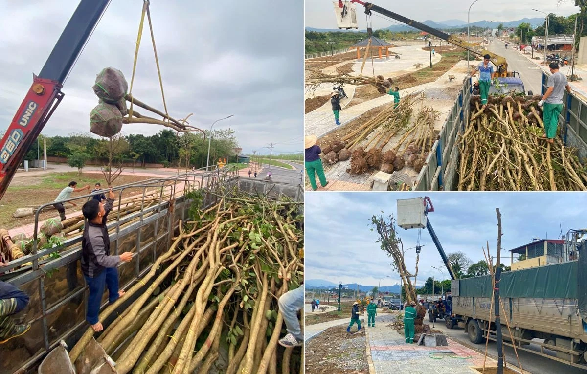 Thị trường cây xanh công trình cuối năm: Xu hướng chọn cây bản địa lên ngôi