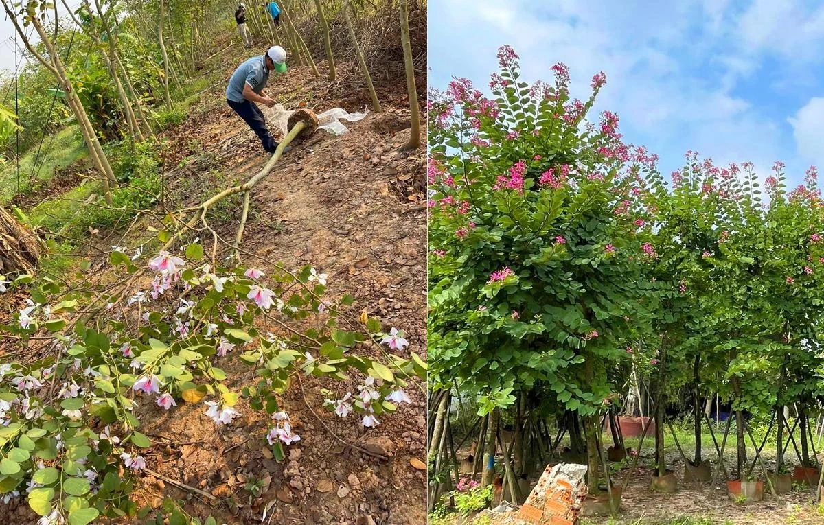 Thị trường cây xanh công trình cuối năm: Xu hướng chọn cây bản địa lên ngôi