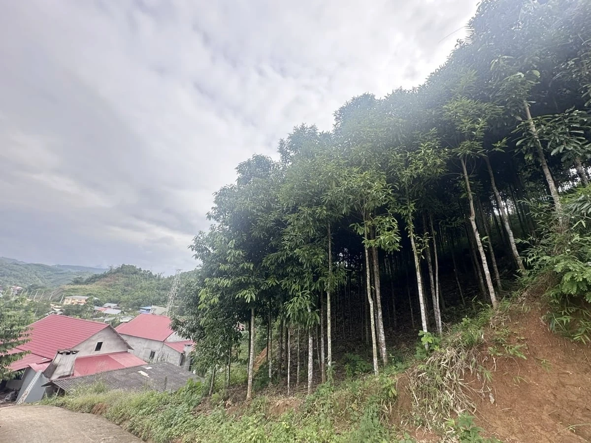 Tăng trưởng nông nghiệp môi trường đưa Lào Cai thành điểm sáng vùng