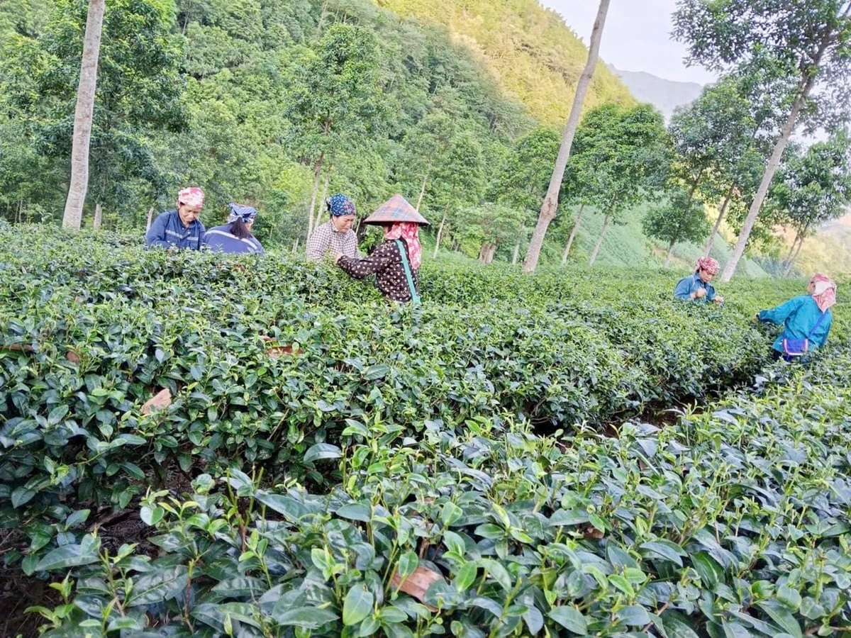 Tăng trưởng nông nghiệp môi trường đưa Lào Cai thành điểm sáng vùng