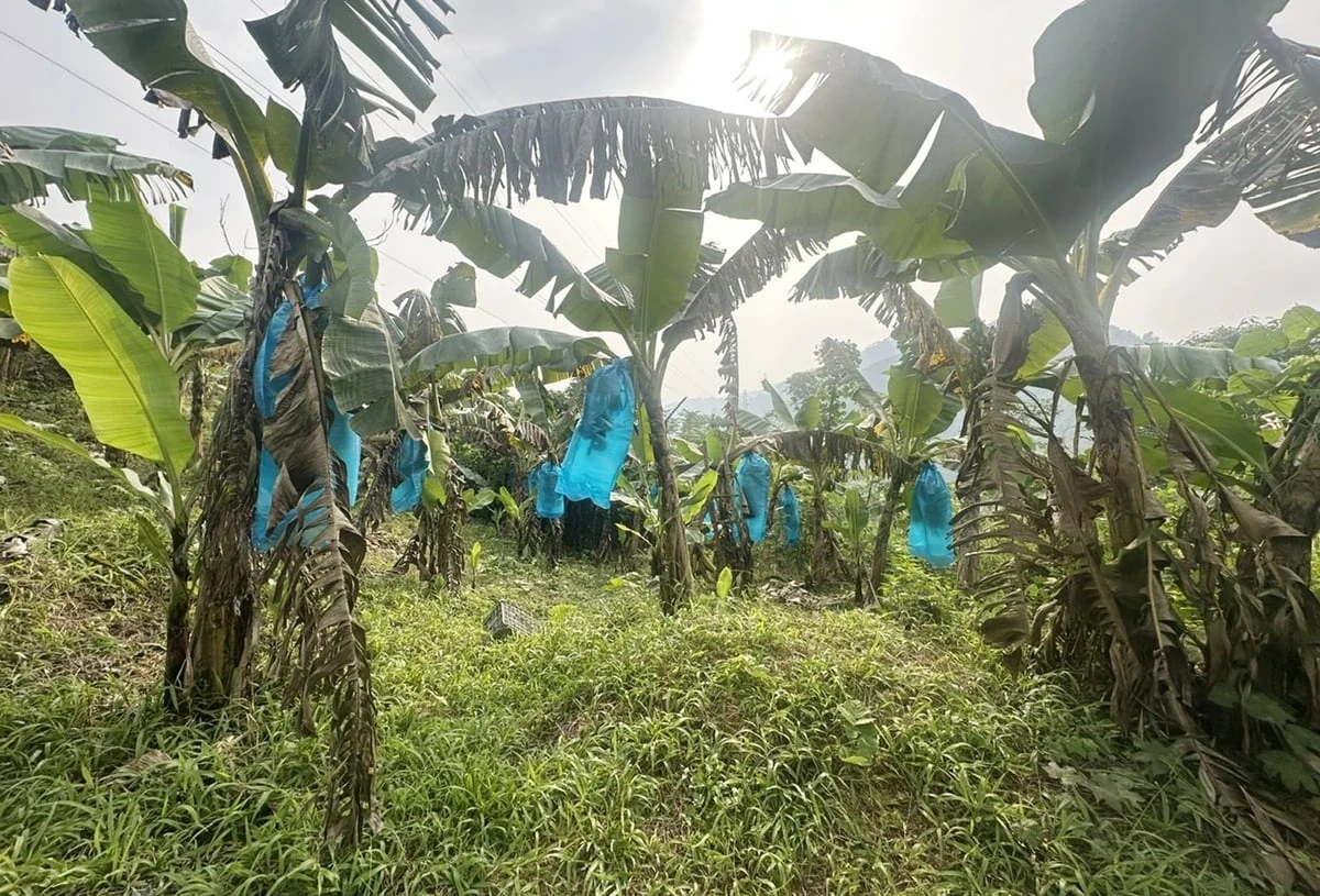 Tăng trưởng nông nghiệp môi trường đưa Lào Cai thành điểm sáng vùng