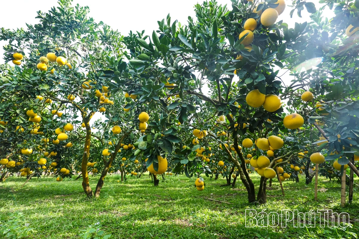 Đại Đồng thu hái “trái vàng”