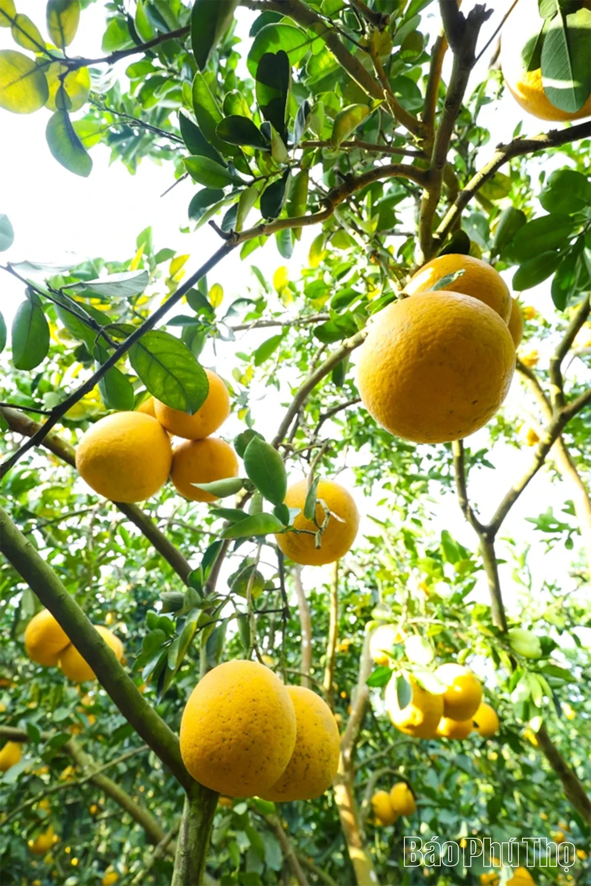 Đại Đồng thu hái “trái vàng”