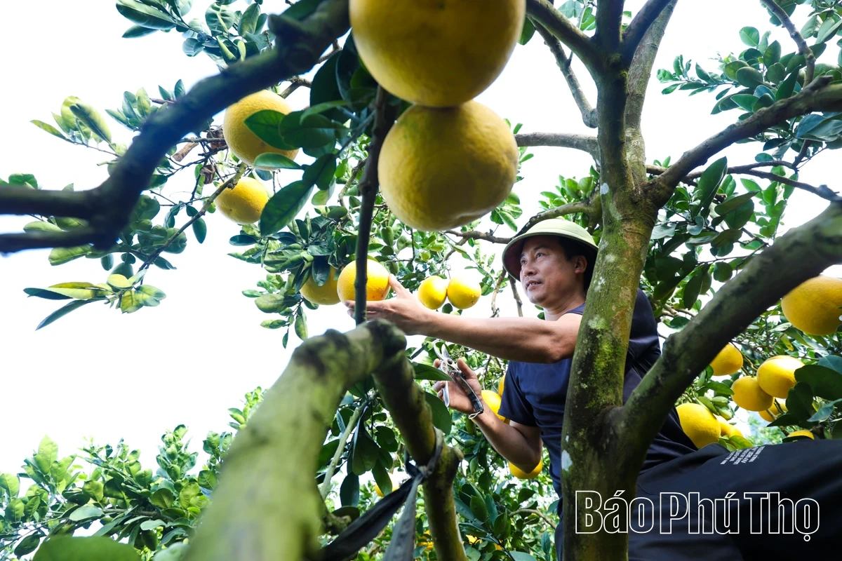 Đại Đồng thu hái “trái vàng”