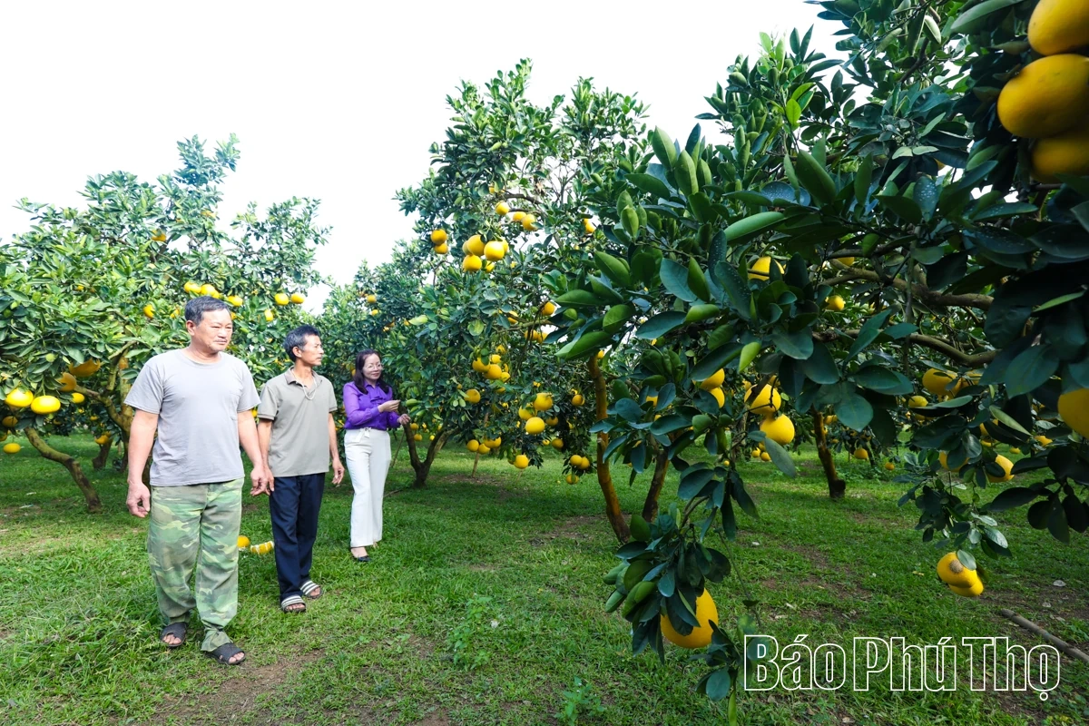 Đại Đồng thu hái “trái vàng”