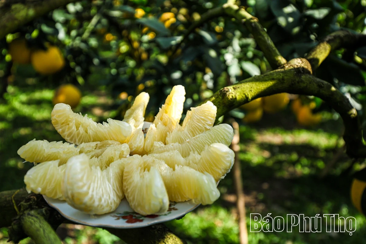 Đại Đồng thu hái “trái vàng”