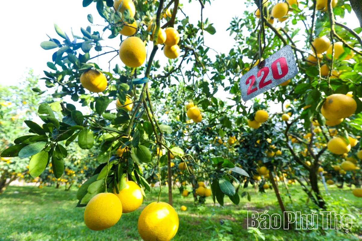 Đại Đồng thu hái “trái vàng”