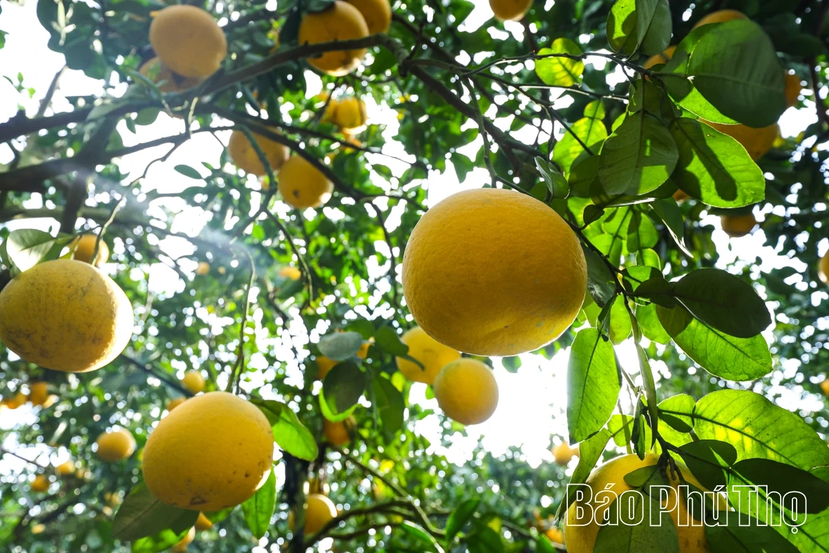 Đại Đồng thu hái “trái vàng”