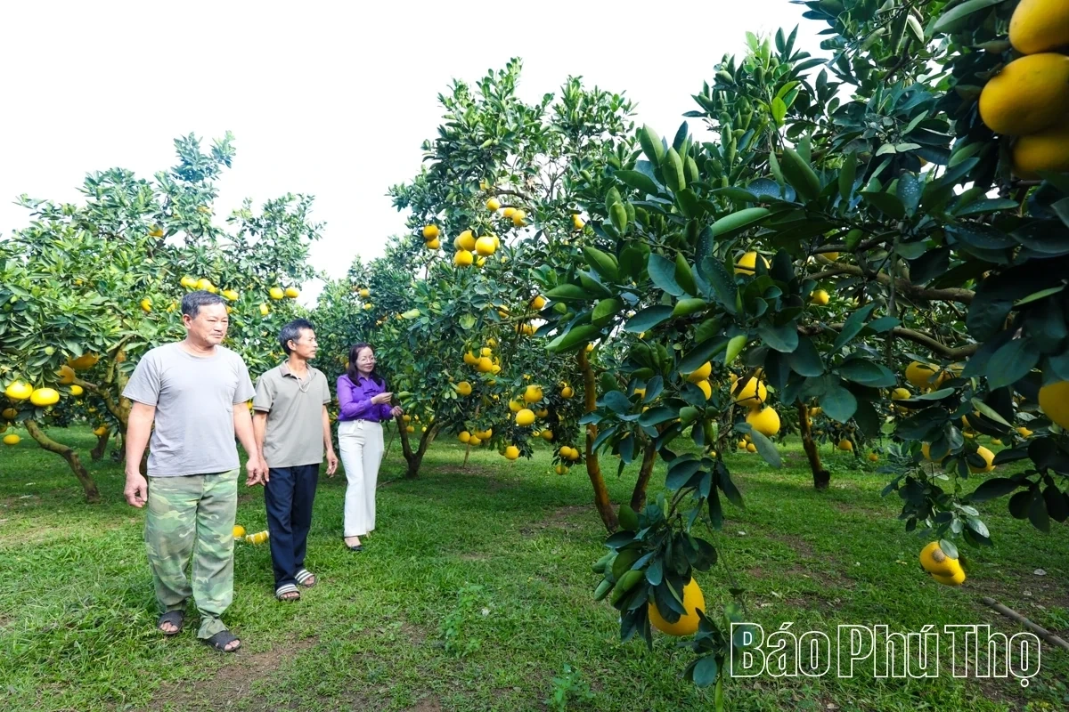 Dai Dong Harvests the Golden Fruit