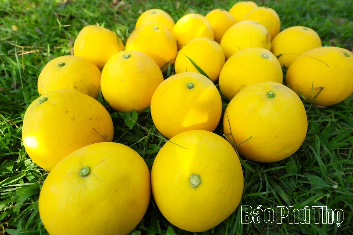 Dai Dong Harvests the Golden Fruit