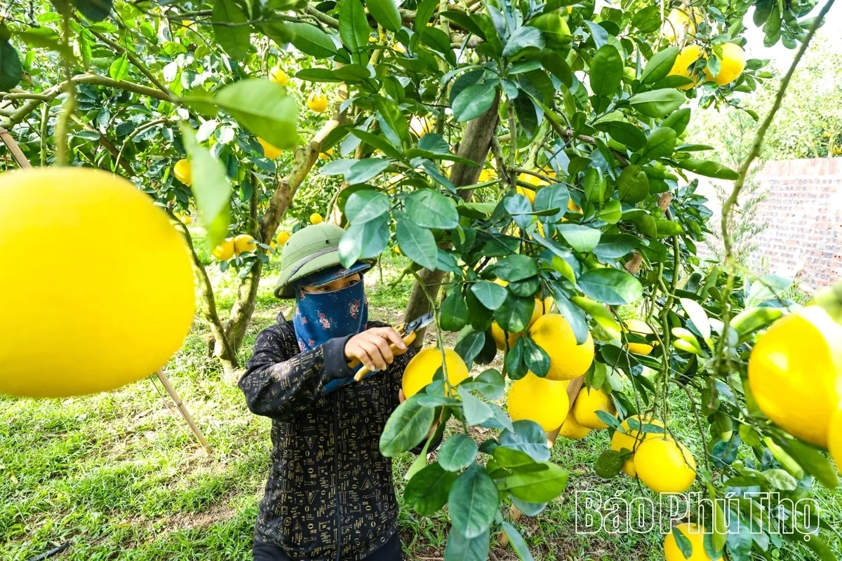 Dai Dong Harvests the Golden Fruit