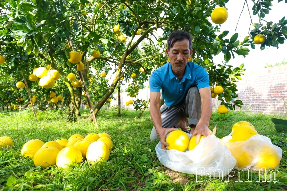 Dai Dong Harvests the Golden Fruit
