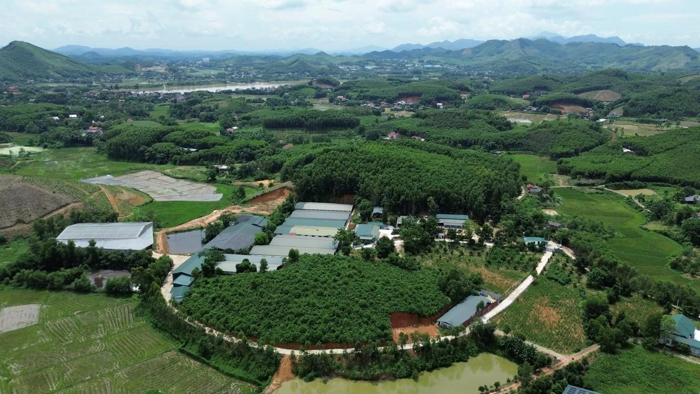 Sáng Nhung làm nên thương hiệu từ chăn nuôi lợn “thảo dược”