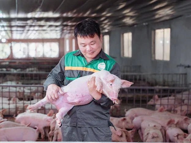 Sáng Nhung làm nên thương hiệu từ chăn nuôi lợn “thảo dược”