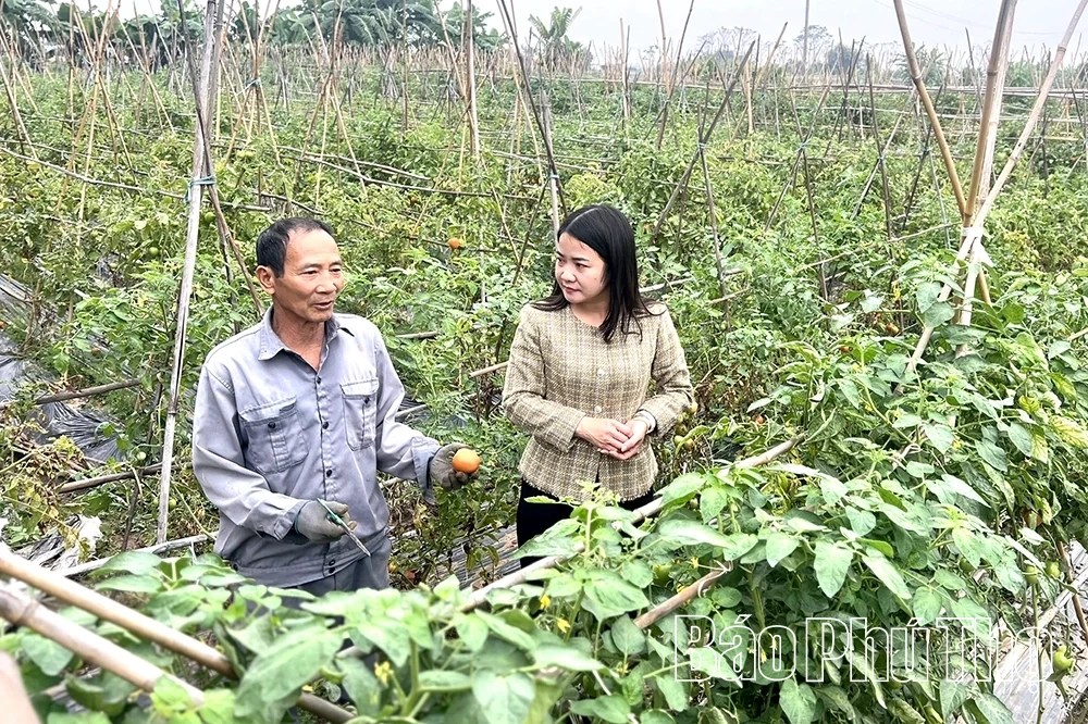 Phát triển rau màu thành cây trồng chủ lực