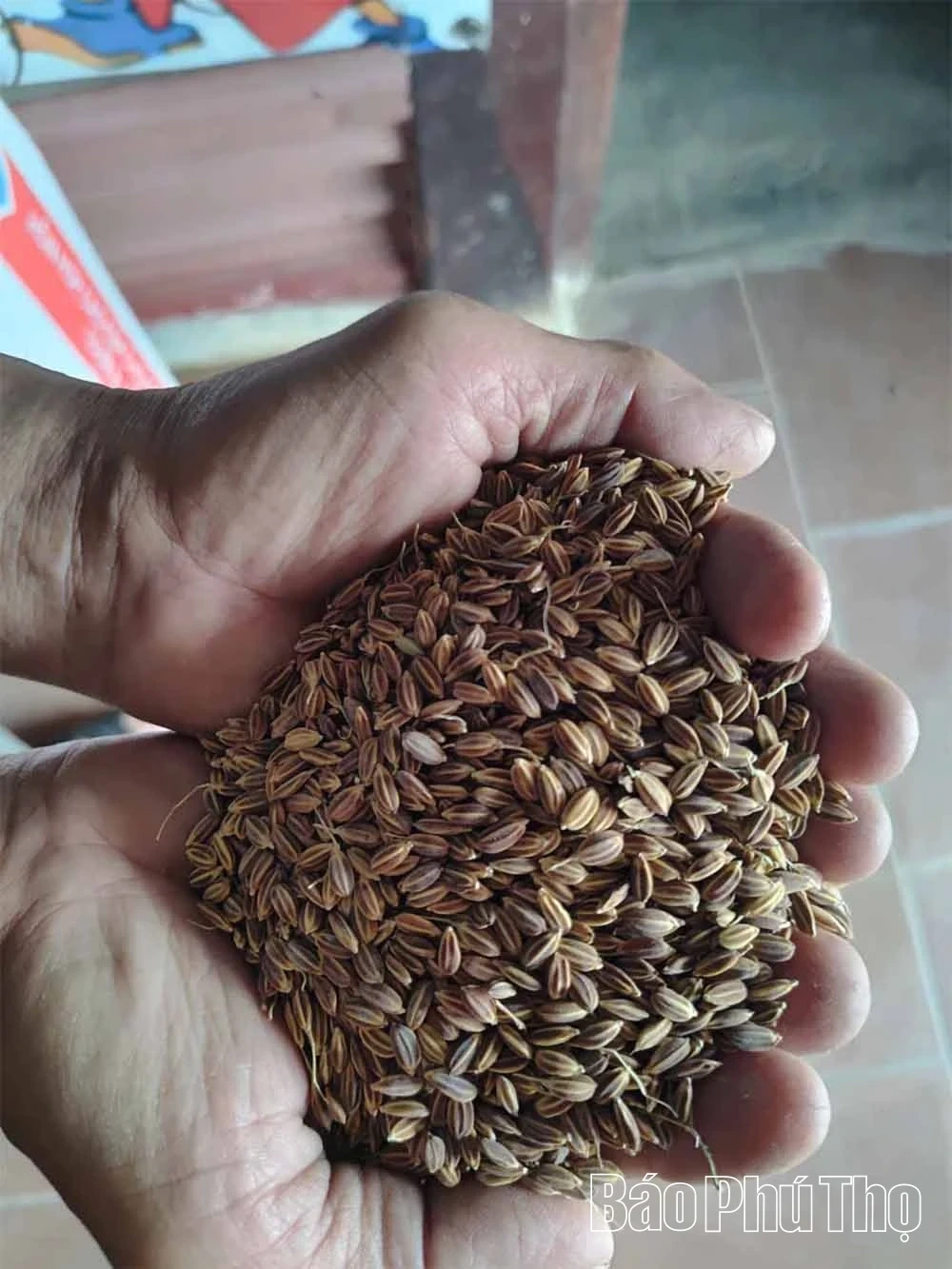 Din Van Sticky Rice: Preserving the Land’s Soul, Nurturing Livelihoods