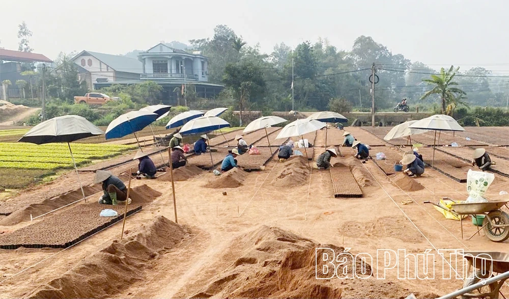 Sẵn sàng nguồn cây giống cho mùa trồng rừng mới