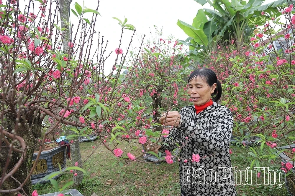 Flower Villages Entering the Tet Season