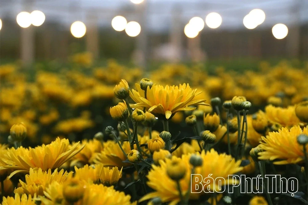 Flower Villages Entering the Tet Season