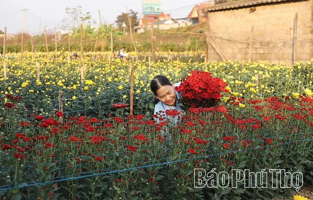Flower Villages Entering the Tet Season