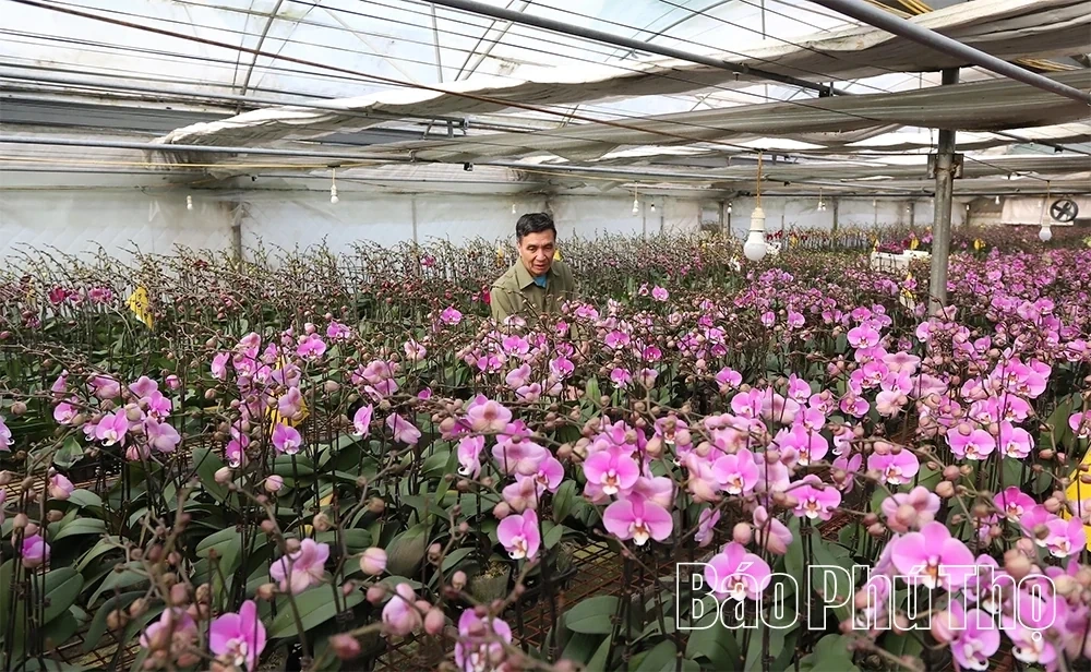 Flower Villages Entering the Tet Season