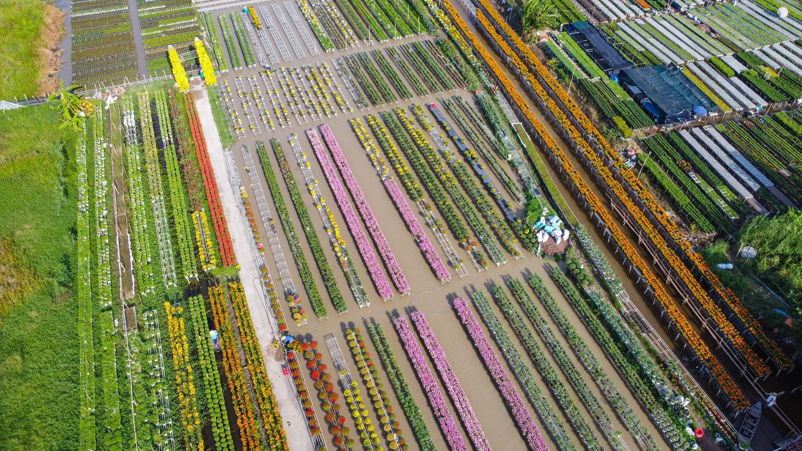 Biến vườn hoa kiểng thành điểm check-in, nông dân Sa Đéc thu tiền triệu mỗi ngày