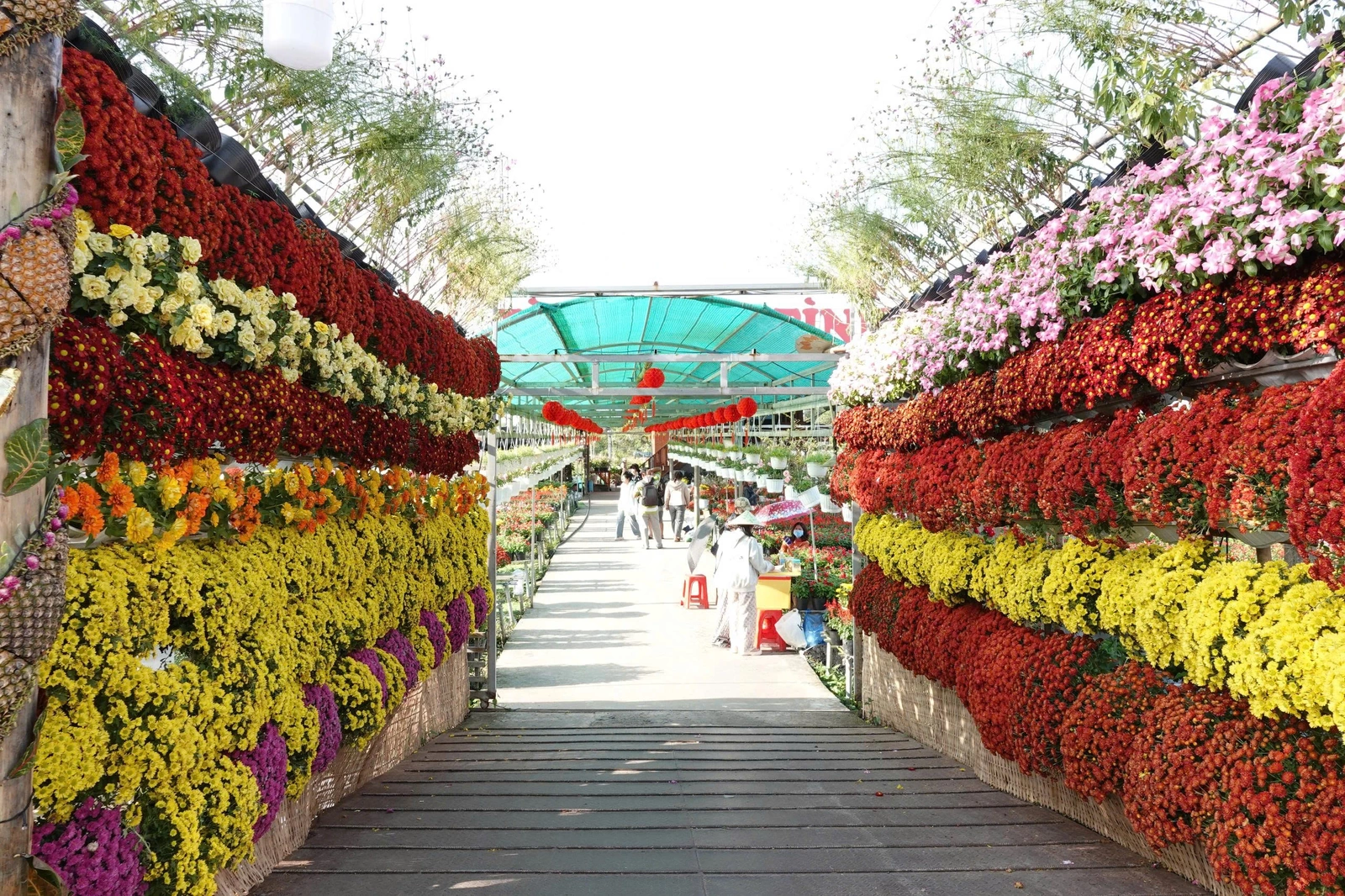 Biến vườn hoa kiểng thành điểm check-in, nông dân Sa Đéc thu tiền triệu mỗi ngày