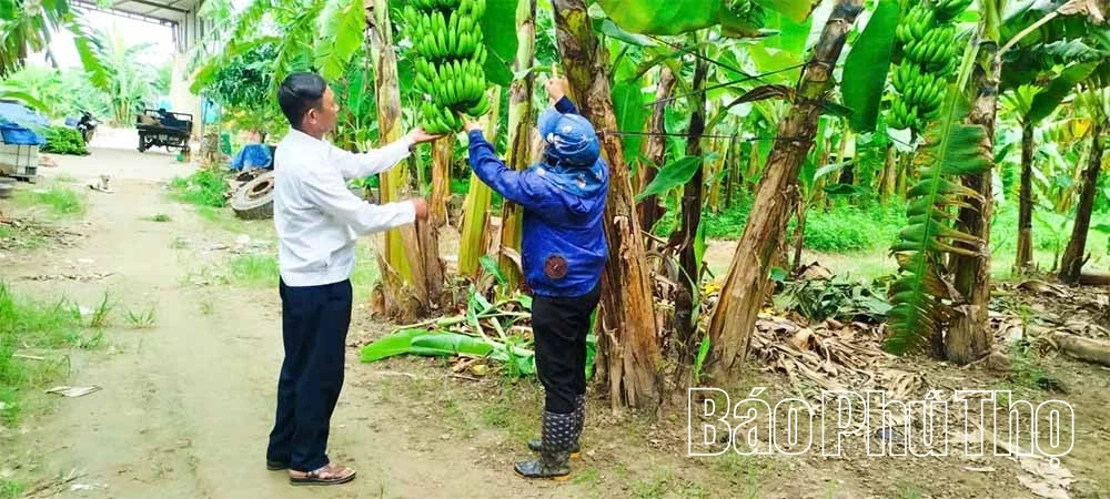 Hướng đi bền vững cho kinh tế trang trại