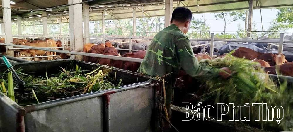 Hướng đi bền vững cho kinh tế trang trại