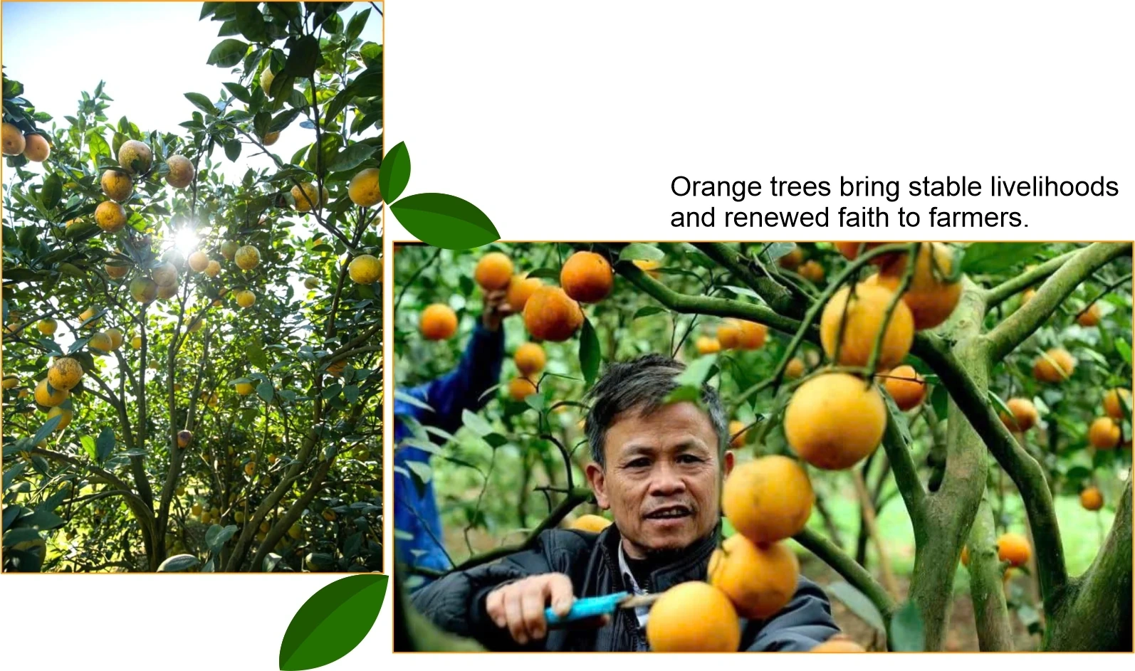 Sweetness from the Windy Land