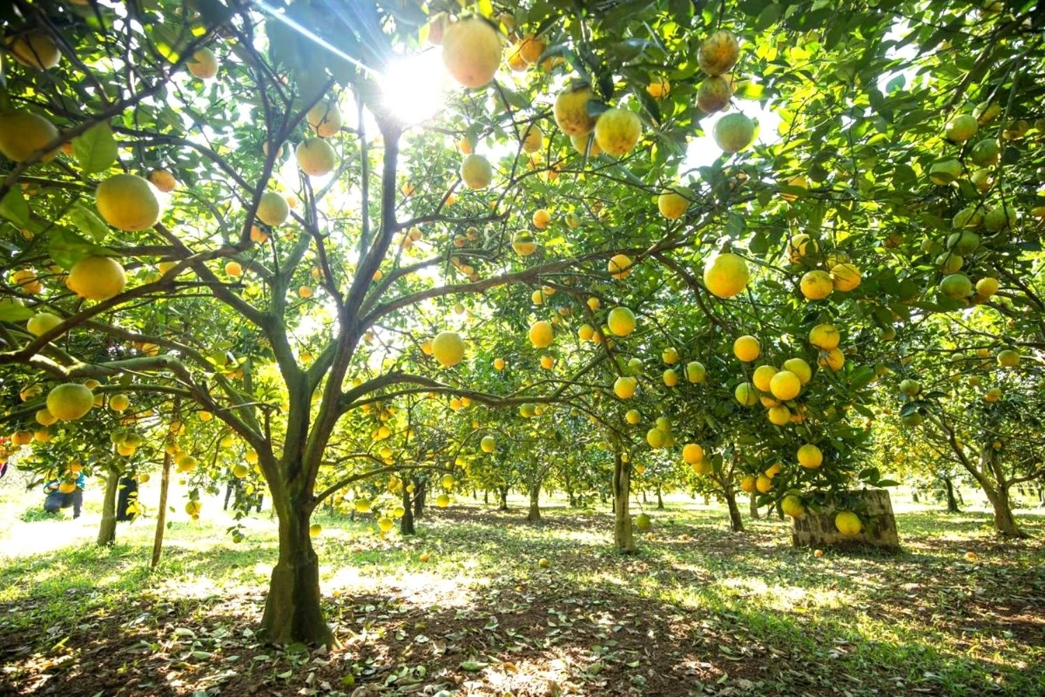 Sweetness from the Windy Land