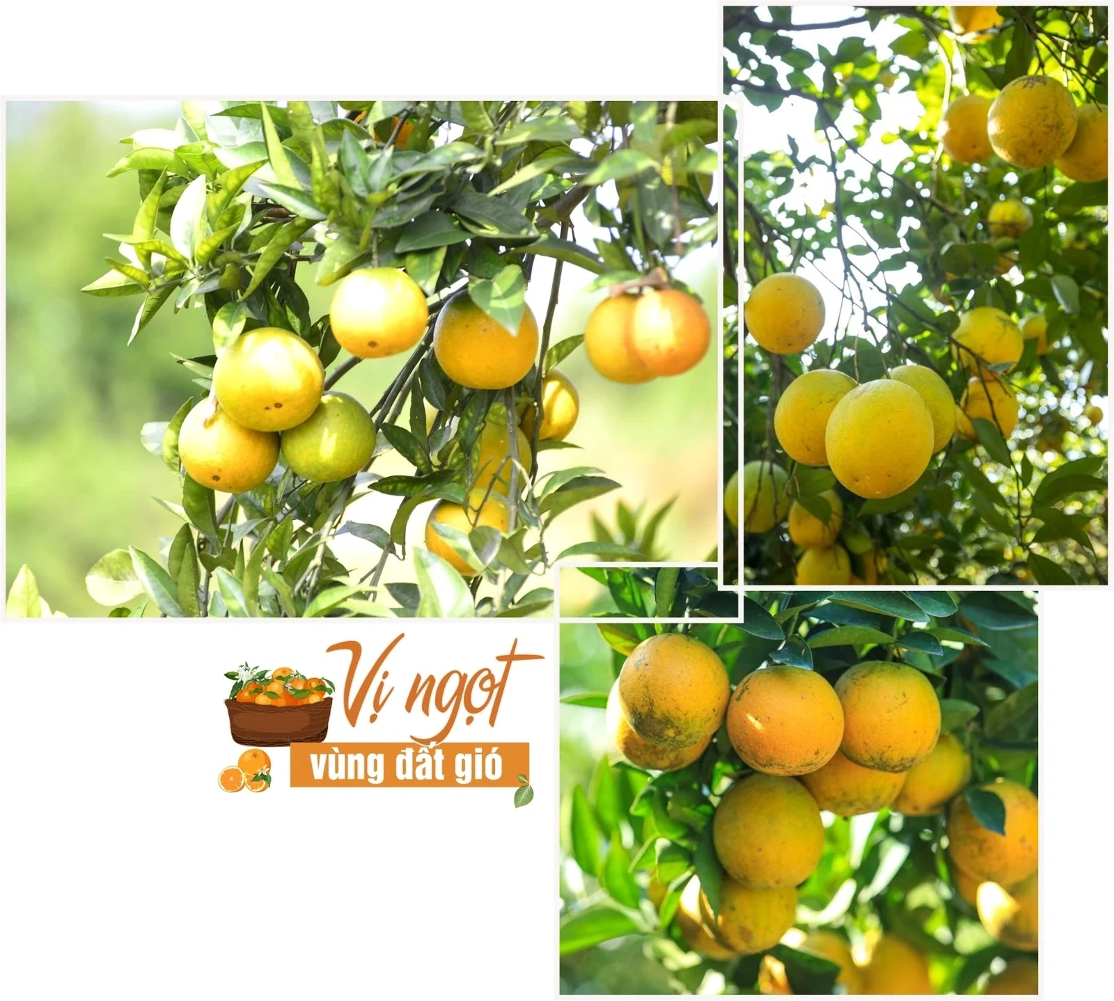 Sweetness from the Windy Land