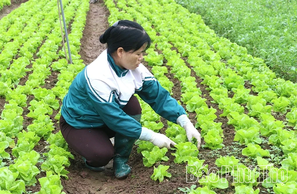 Lựa chọn thực phẩm an toàn cho ngày Tết