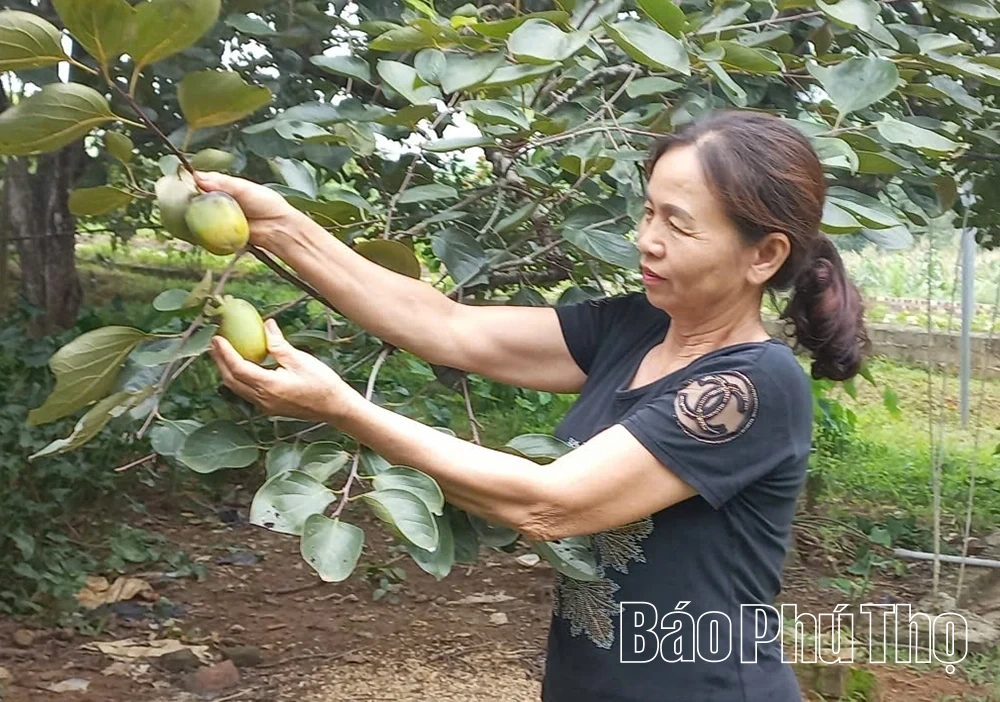 Phát huy thế mạnh phát triển nông nghiệp bền vững ở Dân Chủ