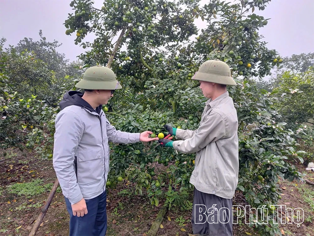 Mở hướng làm giàu cho người dân xã Phú Mỹ