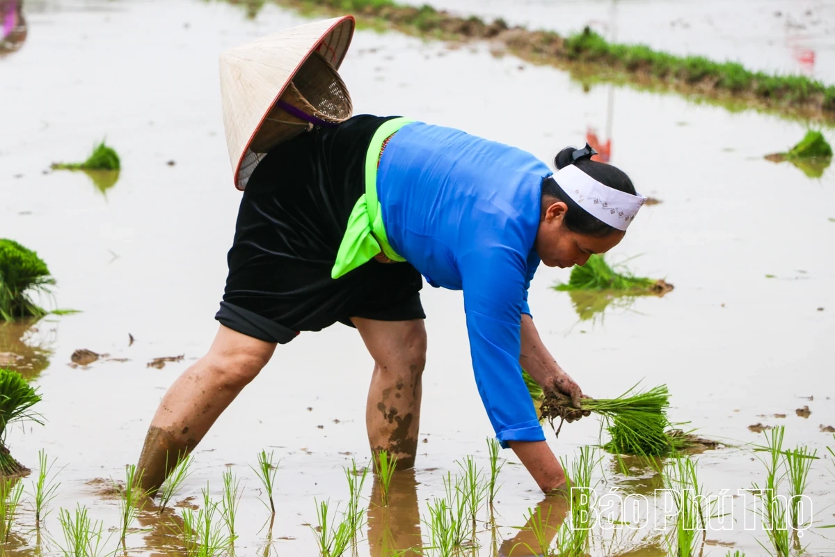 Rộn ràng khí thế lao động sản xuất nông nghiệp đầu Xuân mới